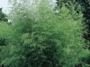 Phyllostachys flexuosa - Bambou 